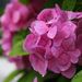 20080629_ajisai_0011